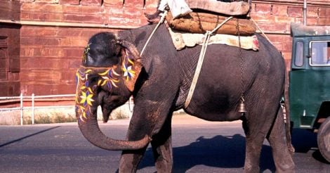 Elephant Delhi