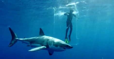  Ocean diver fights off huge shark