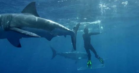  Ocean diver fights off huge shark