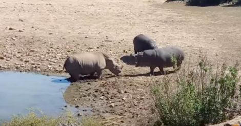 Hippo vs rhino