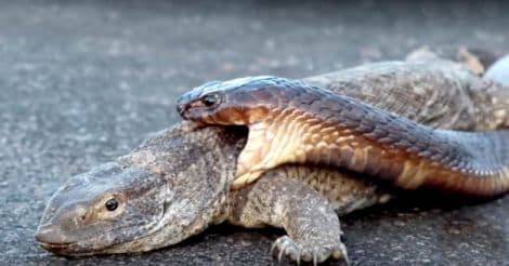 Cobra Snake Tries to Hunt Monitor Lizard