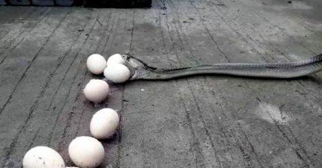 Enormous cobra swallows nine eggs