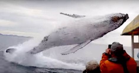 Humpback launches into the air