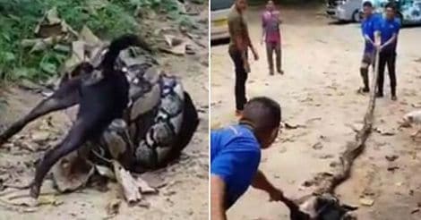 Massive Python Strangles Dog 