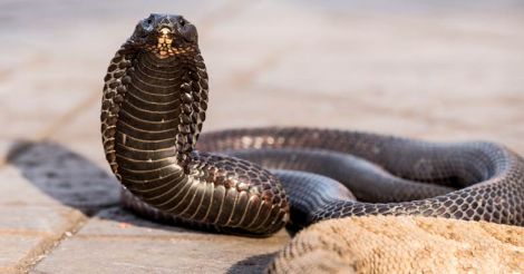 Egyptian cobra