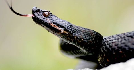 Egyptian cobra