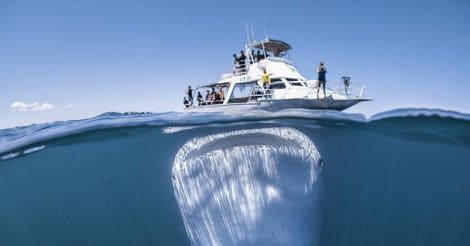 Giant whale shark looms beneath boat