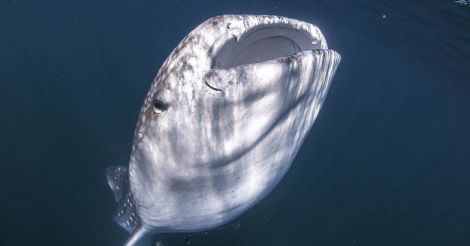 Giant whale shark looms beneath boat