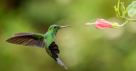 hummingbird