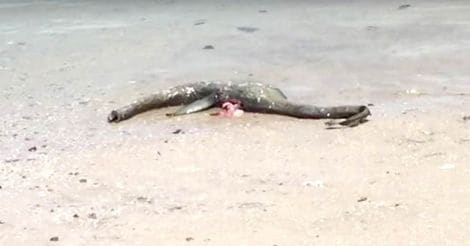 Ness Monster-like creature washes up on Georgia shore