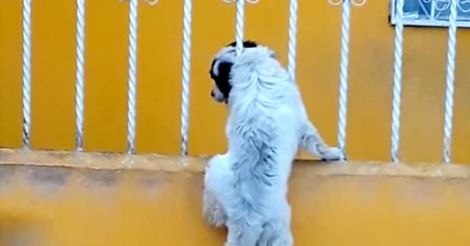 Dog stuck in railings