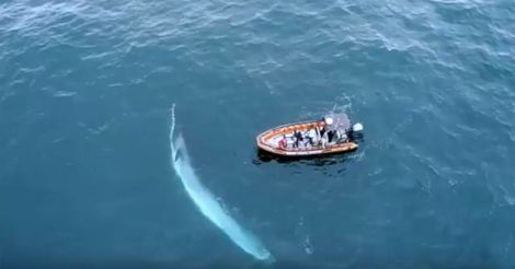 Enormous whale circles small boat