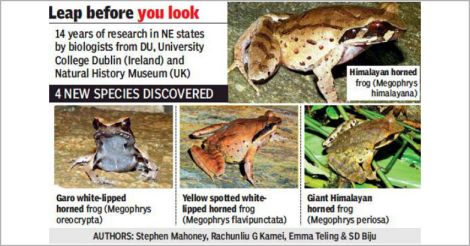 4 new frog species found in Northeast