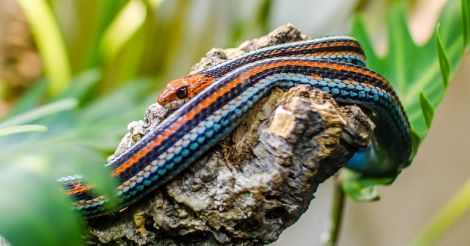 San Francisco Garter Snake