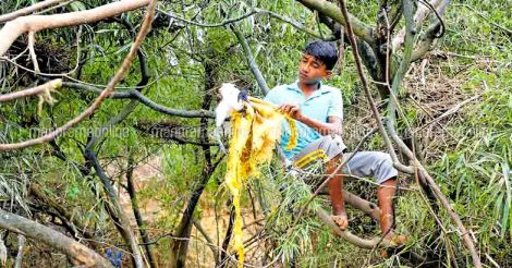 Panamaram heronry