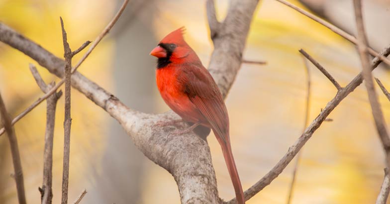 Bird Bird