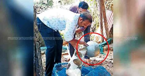 Stray dog's head gets stuck in a pot