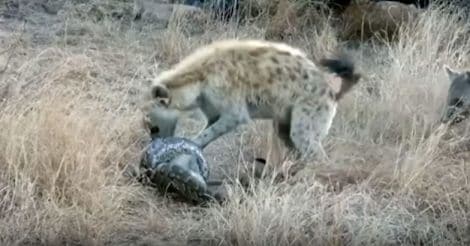 Python loses its monkey meal to a trio of hungry hyenas