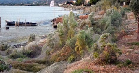A Greek Town Infested With Spiders