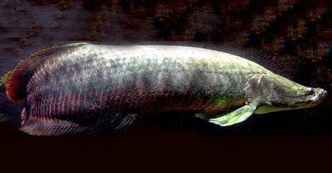arapaima-fish