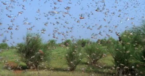 Locust swarms