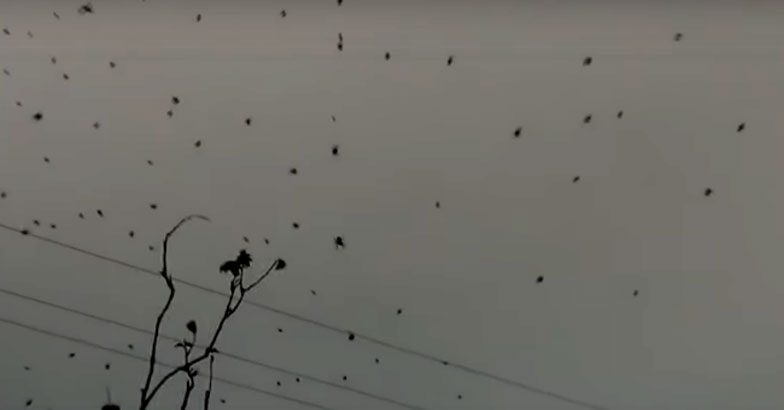 raining-spiders-in-brazil raining-spiders-in-brazil