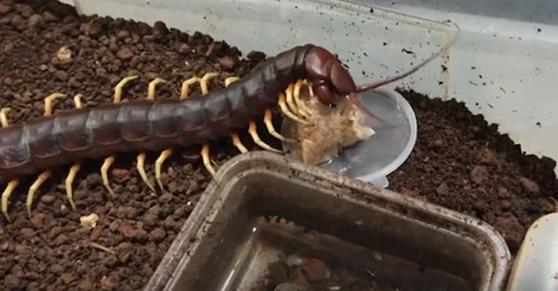 Peruvian Giant Centipede Peruvian Giant Centipede