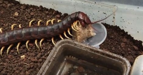 Peruvian Giant Centipede Peruvian Giant Centipede