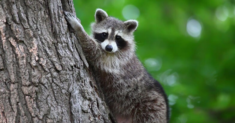 Raccoon Raccoon