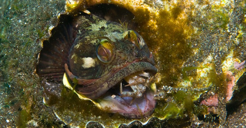 Sarcastic fringehead Sarcastic fringehead