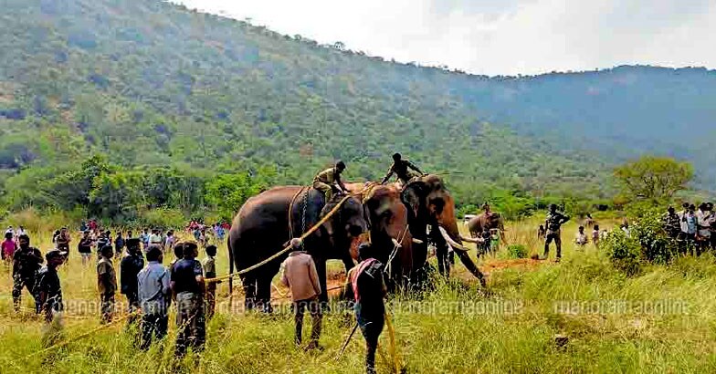 Wild elephant Wild elephant