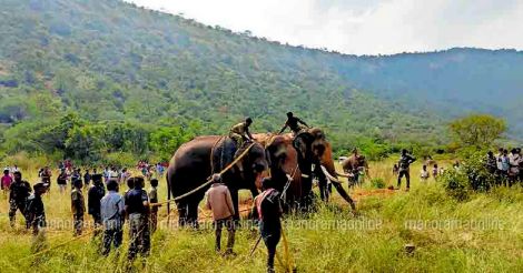Wild elephant Wild elephant