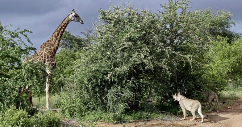 Giraffe Giraffe