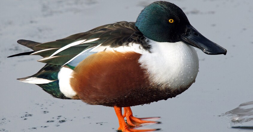 Northern Shoveler Northern Shoveler