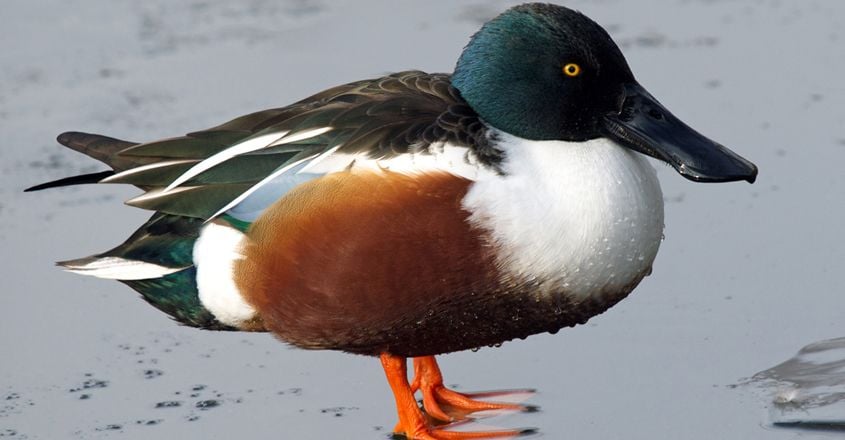 Northern Shoveler Northern Shoveler