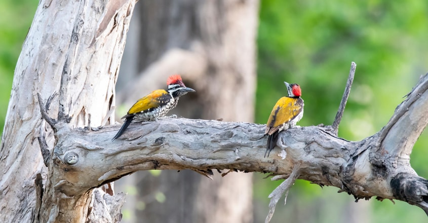 Woodpeckers Woodpeckers