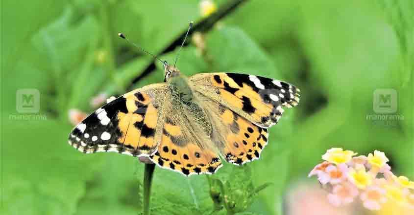 Vanessa cardui Vanessa cardui