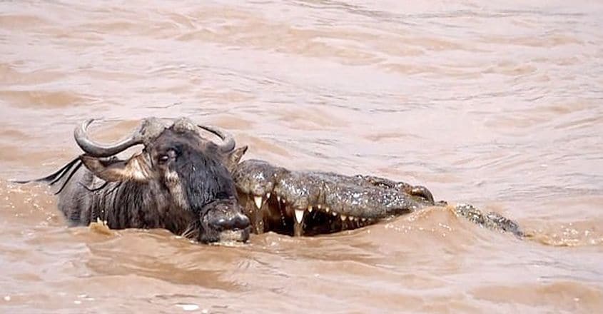 A wildebeest escapes the jaws of an attacking crocodile A wildebeest escapes the jaws of an attacking crocodile