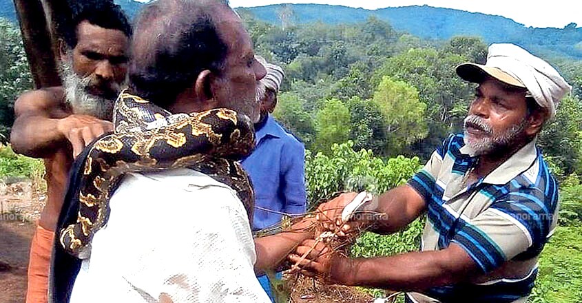 Python Attack Python Attack