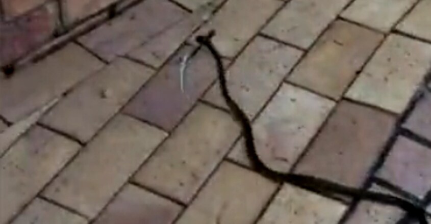 Homeowner stunned after sneaky snake grabs lizard Homeowner stunned after sneaky snake grabs lizard