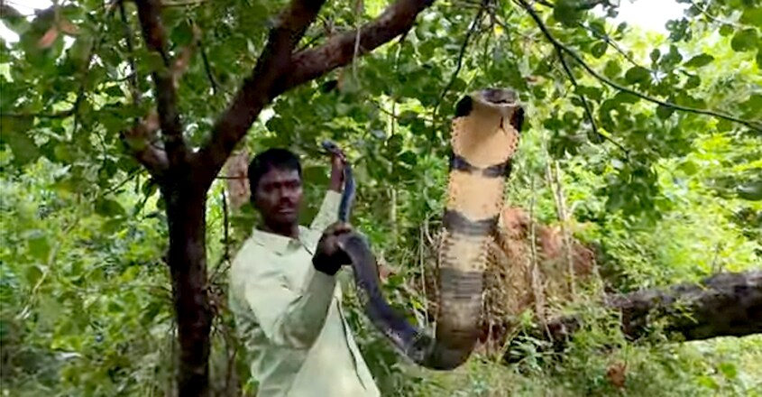 Vava Suresh Caught 170th Kingcobra at Thenmala Vava Suresh Caught 170th Kingcobra at Thenmala