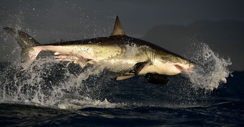 Great white shark Great white shark