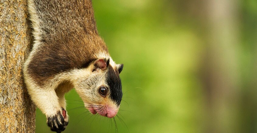 Grizzled Giant Squirrel Grizzled Giant Squirrel