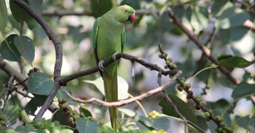 Parrot Parrot