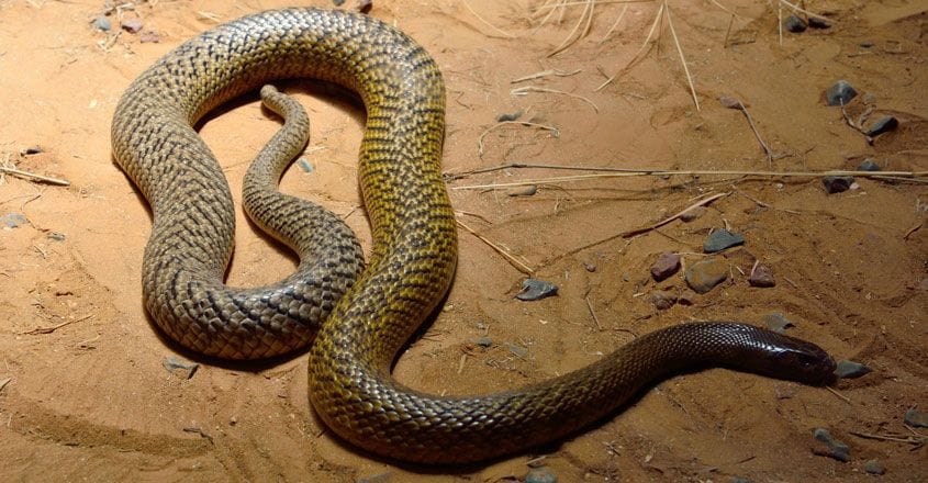 Inland Taipan Inland Taipan