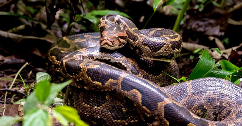 Burmese python Burmese python