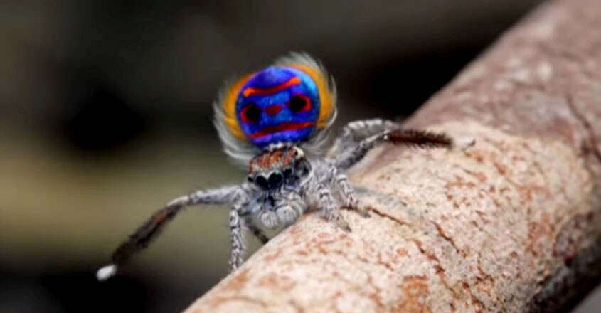 Peacock Spider Peacock Spider