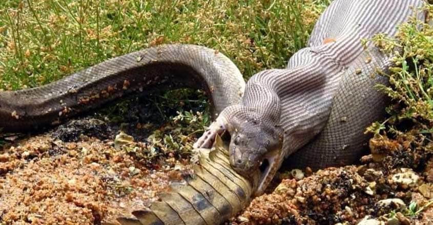 Python Swallowing A Whole Crocodile Python Swallowing A Whole Crocodile