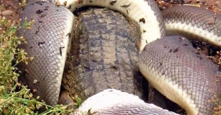 Python Swallowing A Whole Crocodile Python Swallowing A Whole Crocodile