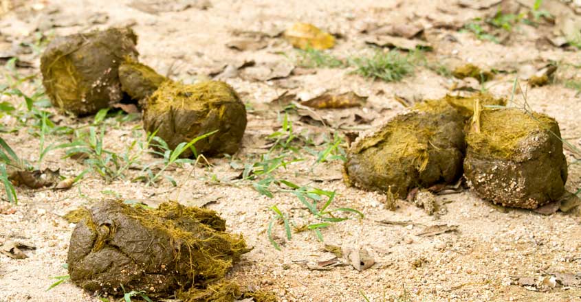 Dung of elephant Dung of elephant